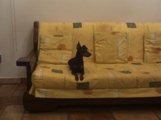 Allevamento amatoriale zwergpinscher di Grieco Silvia