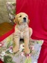 cuccioli-golden-retriever-disponibili-small-6