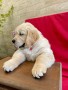 cuccioli-golden-retriever-disponibili-small-3