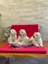 cuccioli-golden-retriever-disponibili-small-7