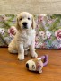 cuccioli-golden-retriever-disponibili-small-0