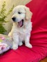 cuccioli-golden-retriever-disponibili-small-5