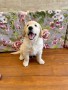 cuccioli-golden-retriever-disponibili-small-1