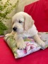 cuccioli-golden-retriever-disponibili-small-4