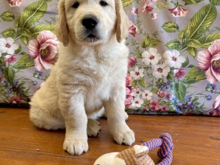 Cuccioli Golden Retriever disponibili