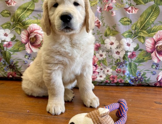 Cuccioli Golden Retriever disponibili