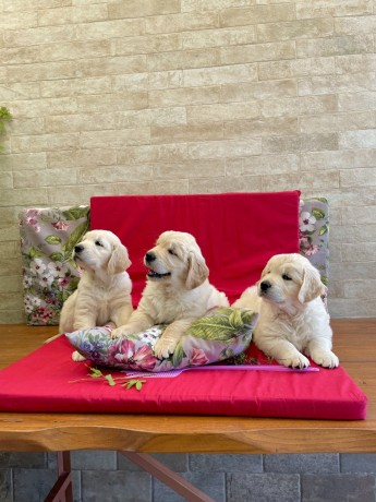 cuccioli-golden-retriever-disponibili-big-7