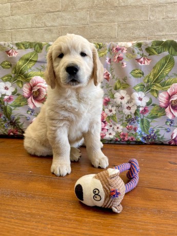 cuccioli-golden-retriever-disponibili-big-0