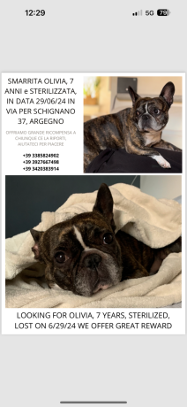 bulldog-francese-smarritorubato-big-2