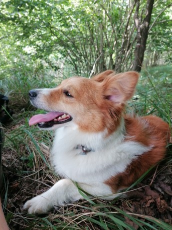 cane-disperso-castelvecchio-di-rocca-barbena-big-0