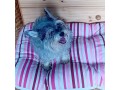 vicenza-dog-sitter-famigliare-passeggiate-e-cat-sitting-al-vostro-domicilio-small-3