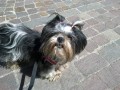 vicenza-dog-sitter-famigliare-passeggiate-e-cat-sitting-al-vostro-domicilio-small-4