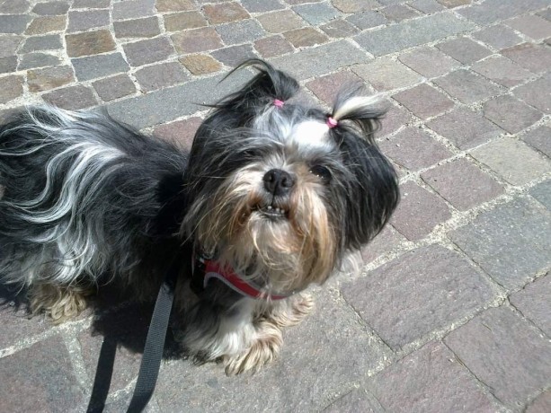 vicenza-dog-sitter-famigliare-passeggiate-e-cat-sitting-al-vostro-domicilio-big-4