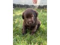 incantevoli-cucciole-di-labrador-retriever-small-2