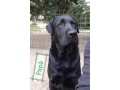 incantevoli-cucciole-di-labrador-retriever-small-7