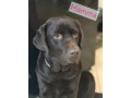 incantevoli-cucciole-di-labrador-retriever-small-6