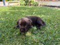 incantevoli-cucciole-di-labrador-retriever-small-0