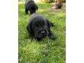 incantevoli-cucciole-di-labrador-retriever-small-4