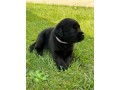 incantevoli-cucciole-di-labrador-retriever-small-1