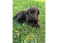 incantevoli-cucciole-di-labrador-retriever-small-3