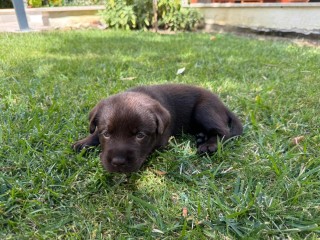 Incantevoli cucciole di LABRADOR RETRIEVER