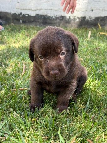 incantevoli-cucciole-di-labrador-retriever-big-2