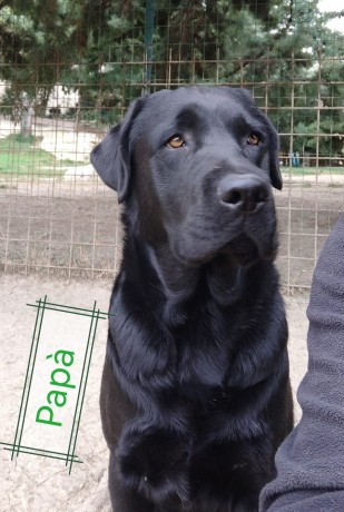 incantevoli-cucciole-di-labrador-retriever-big-7