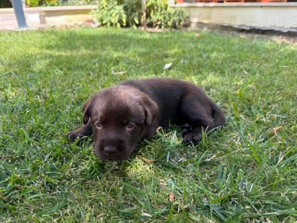 incantevoli-cucciole-di-labrador-retriever-big-0