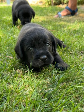 incantevoli-cucciole-di-labrador-retriever-big-4