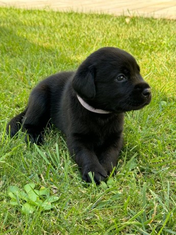 incantevoli-cucciole-di-labrador-retriever-big-1