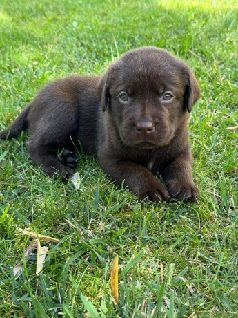 incantevoli-cucciole-di-labrador-retriever-big-3