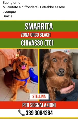 stellina-meticcio-di-5-kg-smarrito-big-0