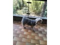 pensione-per-cani-small-2