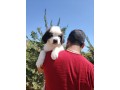 san-bernardo-cuccioli-pelo-lungo-e-corto-con-pedigree-small-4