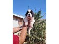 san-bernardo-cuccioli-pelo-lungo-e-corto-con-pedigree-small-1