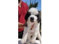 san-bernardo-cuccioli-pelo-lungo-e-corto-con-pedigree-small-6