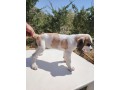 san-bernardo-cuccioli-pelo-lungo-e-corto-con-pedigree-small-2