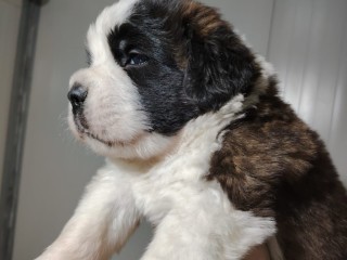 San Bernardo cuccioli pelo lungo e corto con pedigree