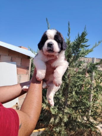 san-bernardo-cuccioli-pelo-lungo-e-corto-con-pedigree-big-1