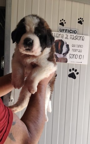 san-bernardo-cuccioli-pelo-lungo-e-corto-con-pedigree-big-3