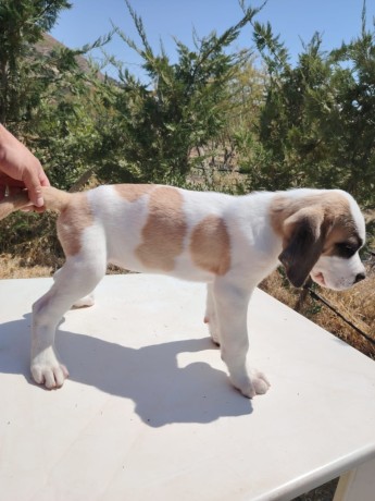 san-bernardo-cuccioli-pelo-lungo-e-corto-con-pedigree-big-2