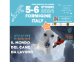 attacchi-di-design-il-mondo-del-cane-da-lavoro-2024-56-ottobre-formigine-mo-small-1