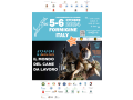 attacchi-di-design-il-mondo-del-cane-da-lavoro-2024-56-ottobre-formigine-mo-small-0