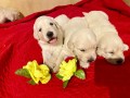 cuccioli-golden-retriever-small-3