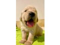 cuccioli-golden-retriever-small-0