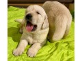 cuccioli-golden-retriever-small-6