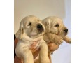 cuccioli-golden-retriever-small-1