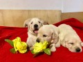 cuccioli-golden-retriever-small-2