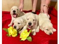 cuccioli-golden-retriever-small-4