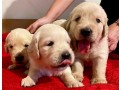 cuccioli-golden-retriever-small-5